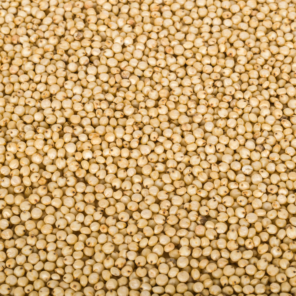 BULK White Sorghum Grain 25 lbs