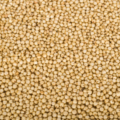 BULK White Sorghum Grain 25 lbs